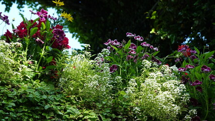 美しい空と花畑