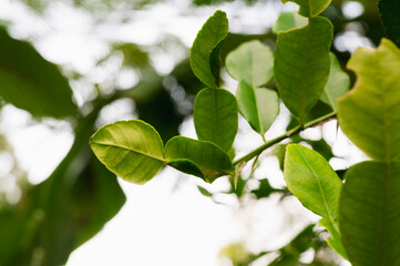 citrus hystrix leaves or kaffir lime leaves or daun jeruk purut are deep green. this leaf is commonly used as a cooking spice and treats several diseases.