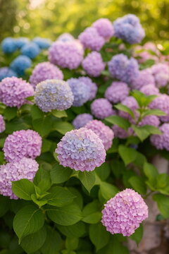 Bigleaf hydrangea flower close up