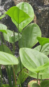 Close up of lush tropical green leaves with natural patterns and textures, growing near a moist area. The fresh foliage highlights the beauty of nature, symbolizing growth, freshness, and the tropical