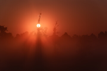 Piękny rózowy wschód słońca nad rzeką Łękawką w Kaniowie na Śląsku, Polska, mglisty letni poranek.  © Elżbieta Kaps
