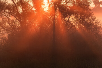 Piękny rózowy wschód słońca nad rzeką Łękawką w Kaniowie na Śląsku, Polska, mglisty letni poranek.  © Elżbieta Kaps