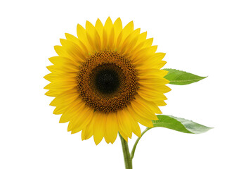 Fototapeta premium A vibrant yellow sunflower in full bloom, isolated on a clean transparent background, showcasing its detailed petals and center