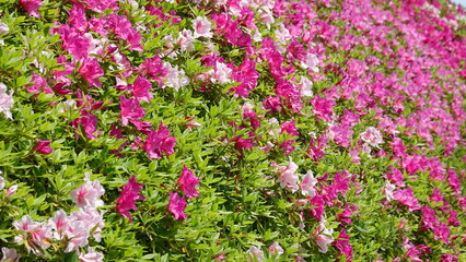 たくさんのツツジ