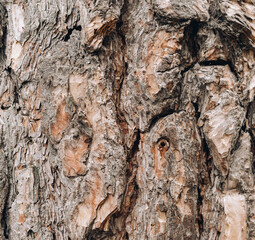 Close-up of tree bark texture background showcasing natural wood patterns and rough grainy surface, ideal for eco-friendly projects and nature-themed designs. Organic material and carbon neutrality.