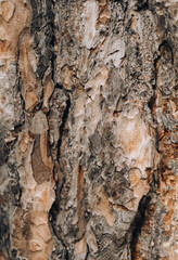 Close-up of tree bark texture background showcasing natural wood patterns and rough grainy surface, ideal for eco-friendly projects and nature-themed designs. Organic material and carbon neutrality.