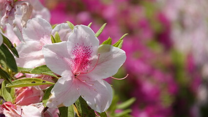 たくさんのツツジ