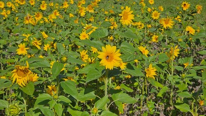 Sweden. The common sunflower (Helianthus annuus) is a species of large annual forb of the genus...
