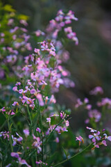 pink flowers in the garden