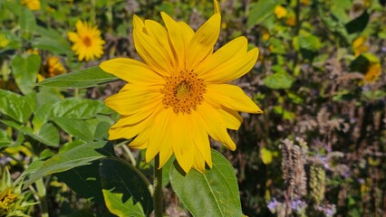 Obraz premium Sweden. The common sunflower (Helianthus annuus) is a species of large annual forb of the genus Helianthus. It is commonly grown as a crop for its edible oily seeds. 