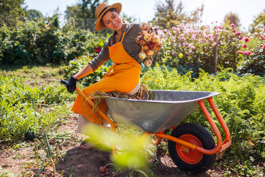Onion harvest. Young farmer picking ripe onions holding bunch of vegetables sitting on wheelbarrow. Autumnal crop.