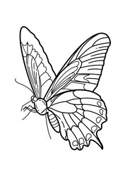 butterfly vector illustration