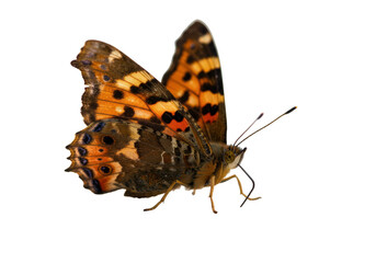Obraz premium A painted lady butterfly with orange and black wings, detailed and isolated on transparent background