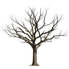 Obraz premium Bare winter tree isolated on transparent background