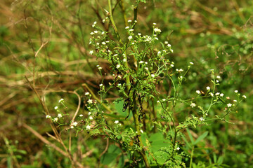 Fototapeta premium Small wild white flowers blooming in green grass of a natural countryside field, with soft sunlight and bokeh creating a fresh look, perfect for nature backgrounds and botanical themes.