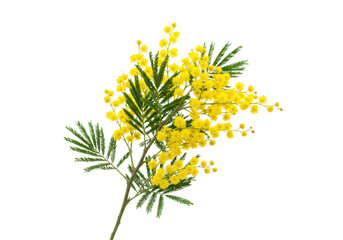 A delicate branch of yellow mimosa flowers with green leaves, isolated on a transparent background