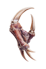 Watercolor halloween monster claw isolated on transparent background