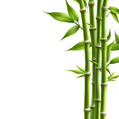 Fresh Green Bamboo Isolated on White Background for Nature Concepts