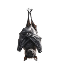 Watercolor halloween bat hanging upside down isolated on transparent background