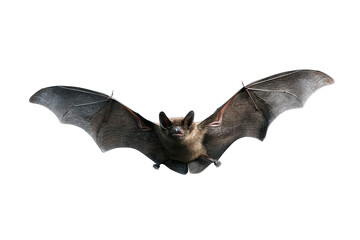 Watercolor halloween bat isolated on transparent background