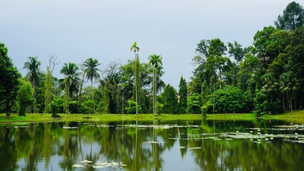 Tropical Lake with Palm Trees and Green Forest Reflections in Nature