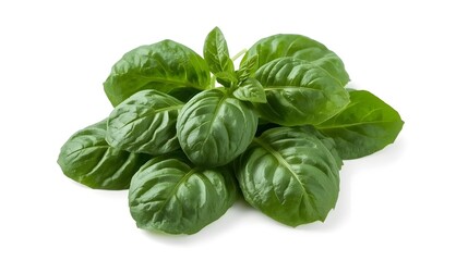 Fototapeta premium Fresh Spinach Leaves Isolated on White Background – Premium Leafy Vegetable Photography