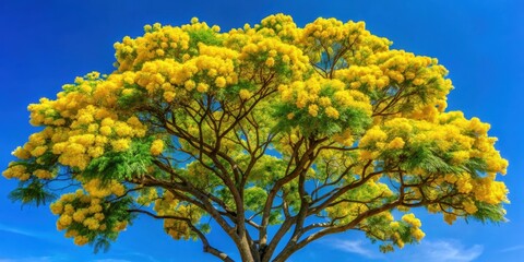 Fototapeta premium Mature Emblica Myrabolan tree with yellow flowers and green leaves against a blue sky