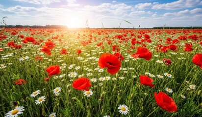 Fototapeta premium Eine leuchtende Wildblumenwiese voller roter Mohnblumen und weißer Gänseblümchen