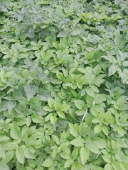 Green leaves from different wild plants close up