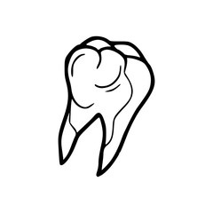 human teeth anatomy outline drawing