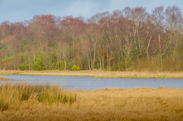 Garry Bog, County Antrim, Northern Ireland 