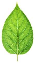 Single green leaf with veins isolated on white background