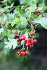 Hawthorn berries on a branch with green leaves in the forest