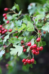 Hawthorn berries on a branch with green leaves in the forest