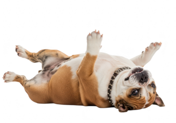 Adorable english bulldog lying on its back with paws up, isolated on transparent background, showing its belly and looking happy and playful