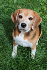Portrait of a cute Beagle dog sitting on the grass in the garden