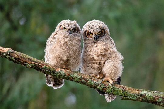 Great Horned Owl Fledglings