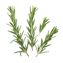 Fototapeta premium Close Up Isolated Rosemary Sprigs Displaying Green Leaves on Transparent Background for Culinary Use
