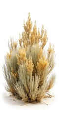 Desert sagebrush with dry grass on white background
