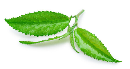 Fresh tea leaves isolated on white background. File contains clipping path.