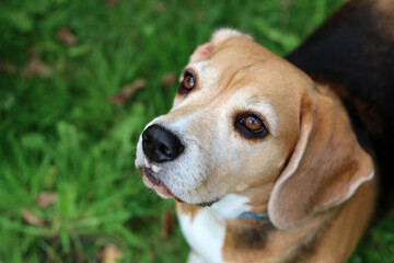 Portrait of a cute Beagle dog sitting on the grass in the garden