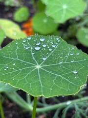 Green nasturtium leaf with water droplets in macro photography