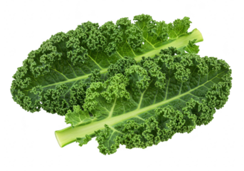 Two fresh green kale leaves, a healthy and nutritious leafy vegetable, isolated on transparent background