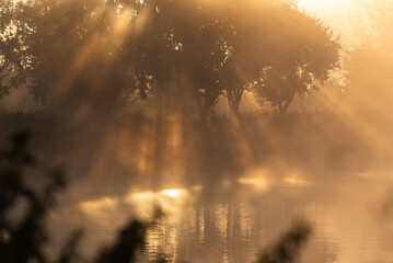 Promienie słońca w konarach drzerw o poranku we mgle. © Elżbieta Kaps