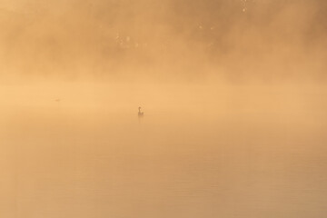 Mglisty krajobraz z ptakami nad wodą. © Elżbieta Kaps