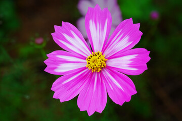 Obraz premium Pink and white aster daisy close-up