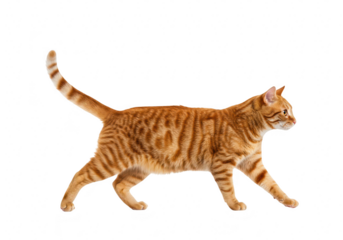 An orange tabby cat walking gracefully isolated on a transparent background, showcasing its elegant movement and curious nature