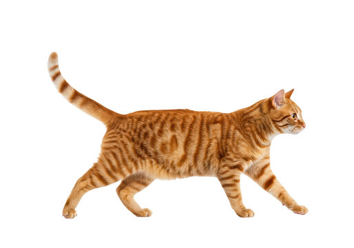 An orange tabby cat walking gracefully isolated on a transparent background, showcasing its elegant movement and curious nature