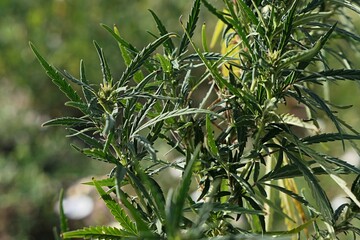 Young hemp plant, latin name Cannabis Sativa, growing on side of agricultural field during late august summer season, daylight sunshine. 