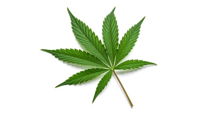 Green cannabis leaf isolated on white